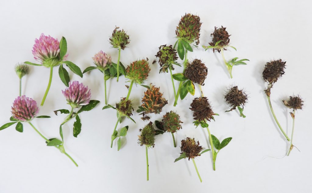 [image description: 3 different developmental stages of flowers from fresh flower to dry seed head]
