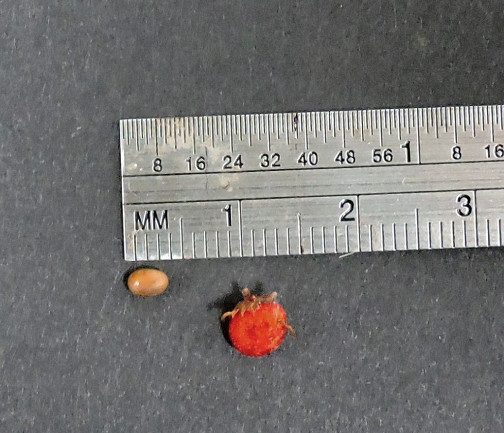 [image description: seed and berry laid against a millimeter ruler]