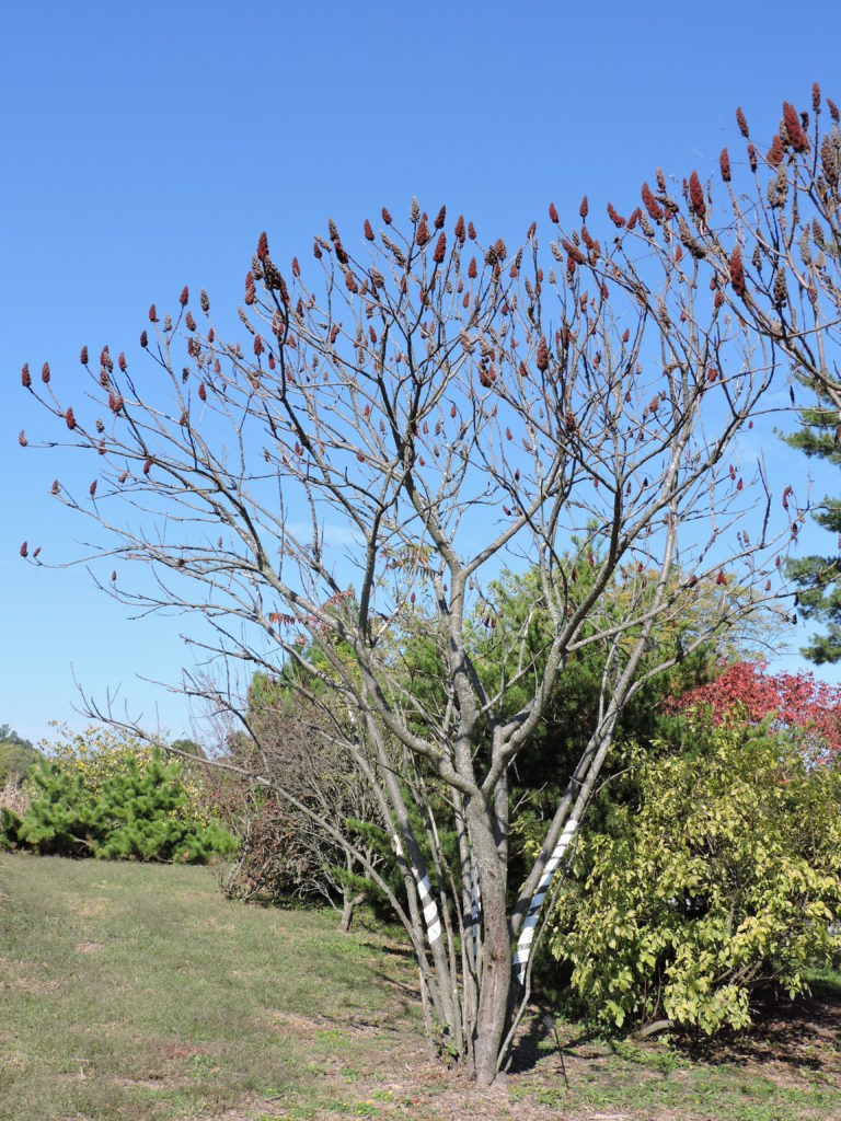 [image description: staghorn sumac tree, no leaves and many fruits pointing upward  in an arboretum with other trees and blue sky]