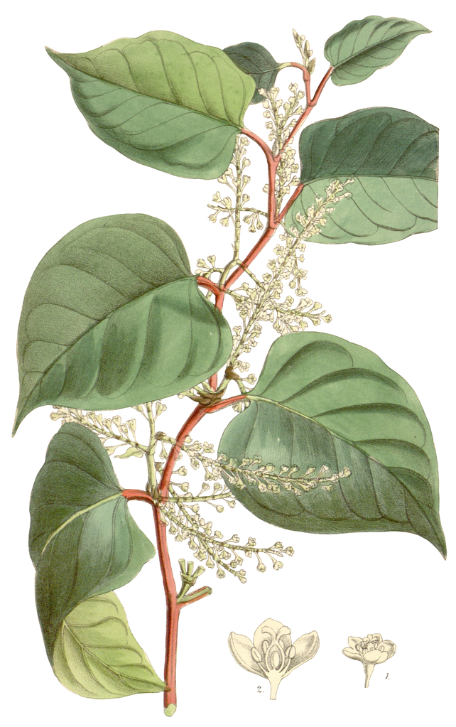 Illustration of Japanese knotweed from 1880.