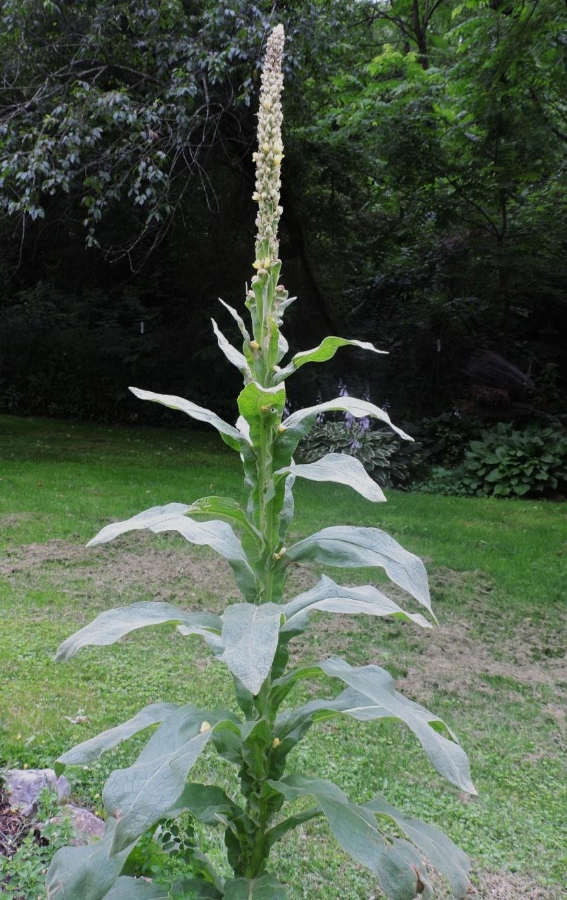 Mullein Common NEW In 2020 Wildfoods 4 Wildlife